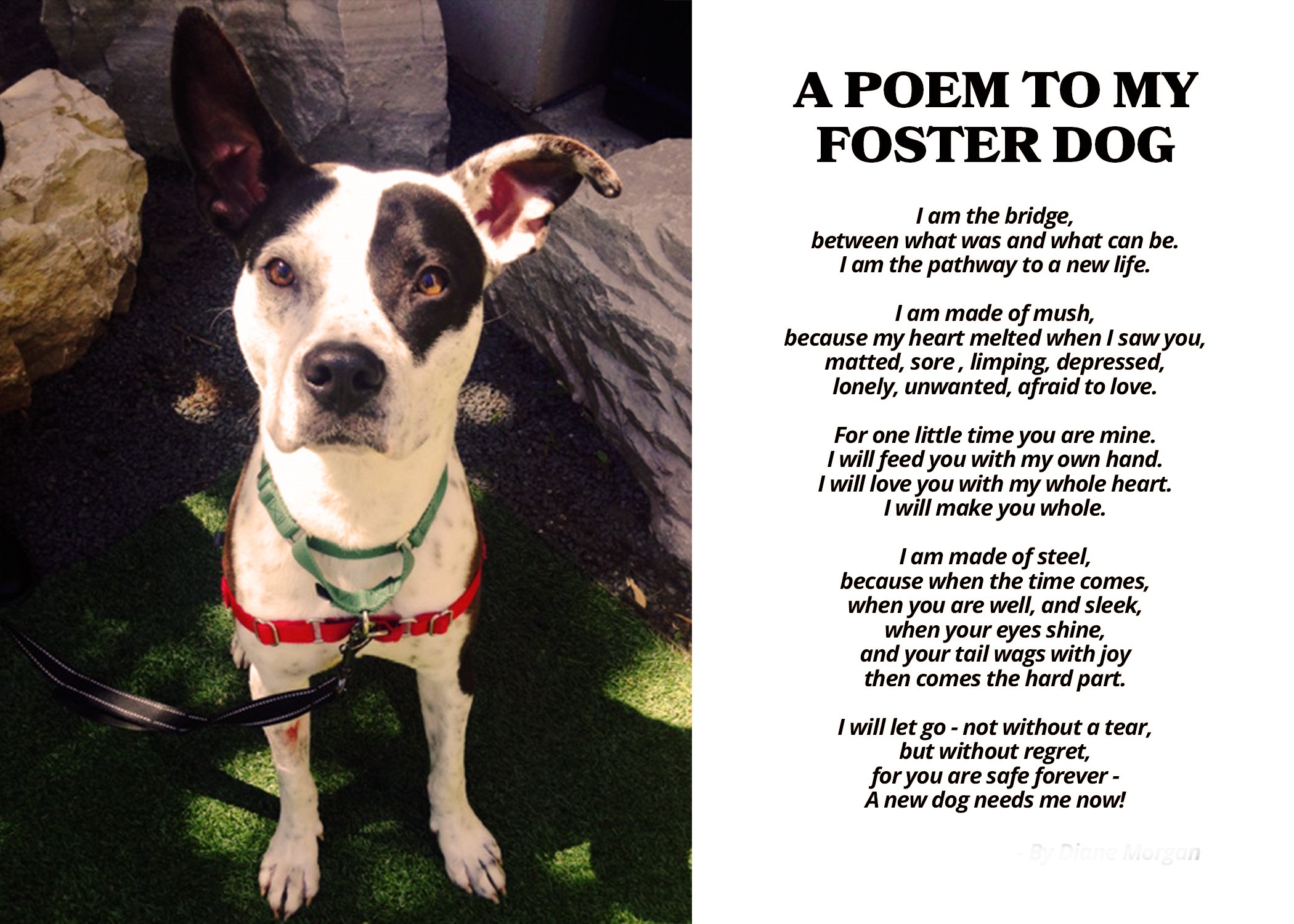 2Foster Dog Poem